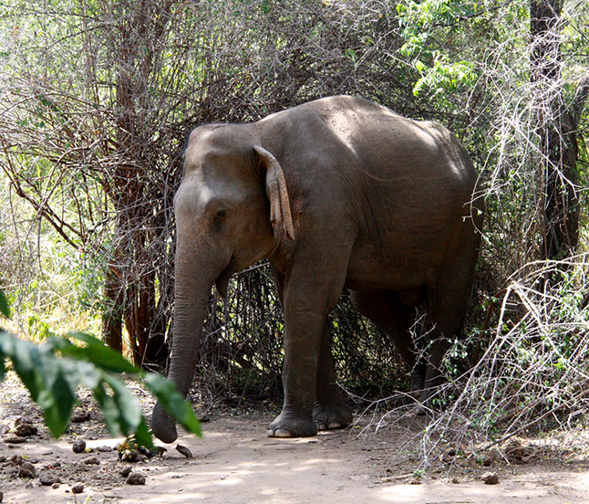 safari sri lanka - elefante nella jungla