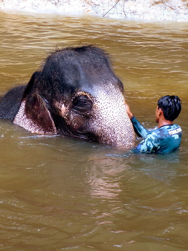 national elephant conservation center - KUALA GANDAH