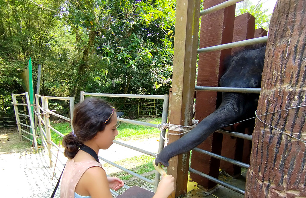 national elephant conservation center - KUALA GANDAH