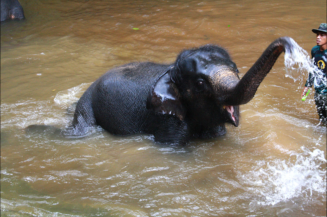 national elephant conservation center - KUALA GANDAH