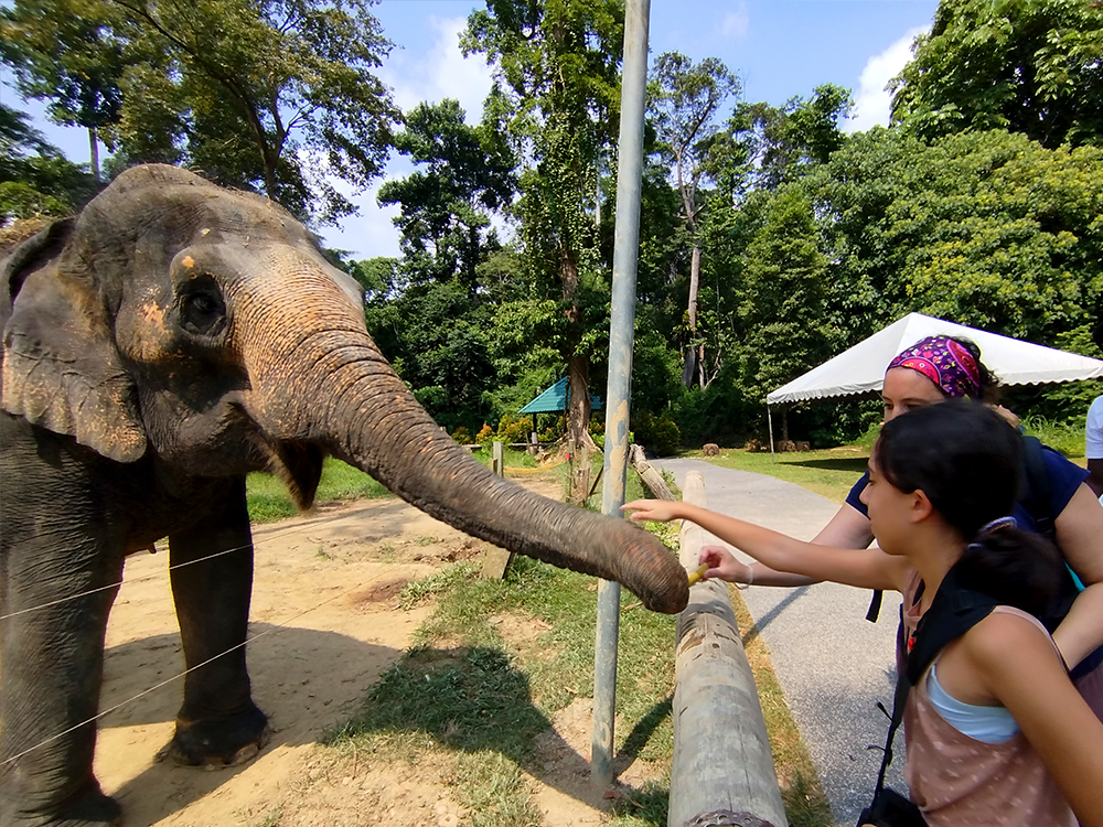 national elephant conservation center - KUALA GANDAH