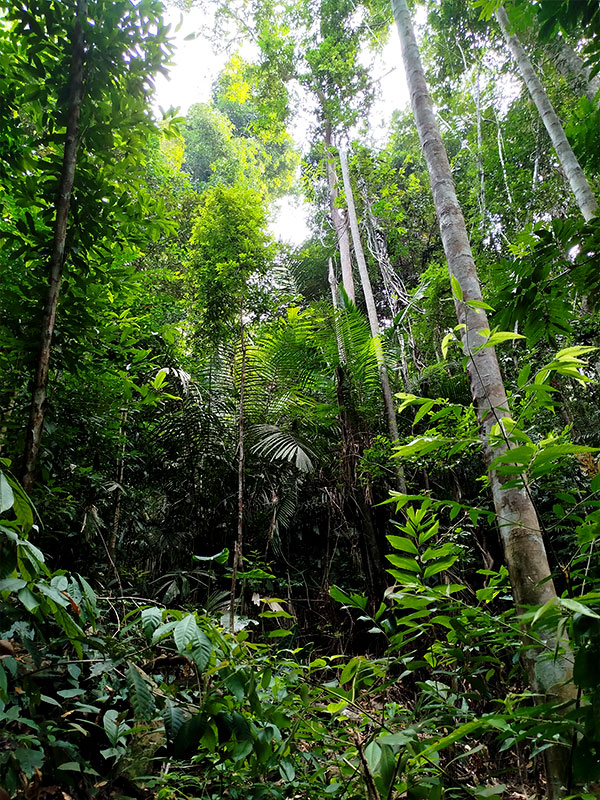 taman negara